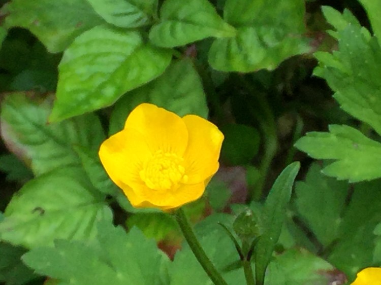 creeping buttercup (3)