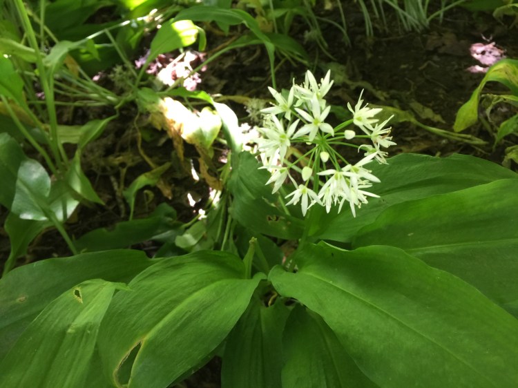 wild garlic (3)