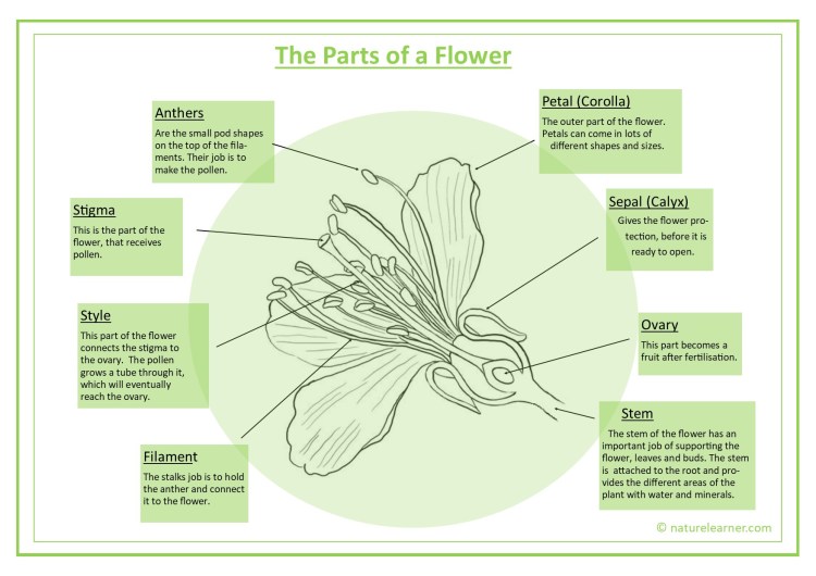 Parts of a flower detailed diagram